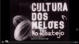 Cultura dos Melões no Ribatejo