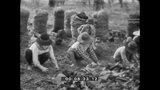 Carvão Vegetal: Seu Fabrico e Aplicações