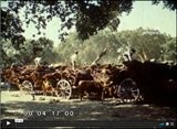 O Sobreiro: Alguns Aspectos do seu Cultivo